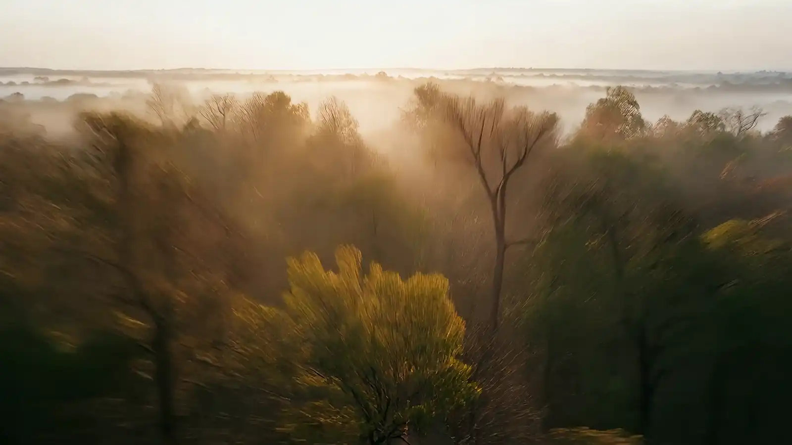 Aerial view over misty sal forest at first light, descending towards a red laterite path