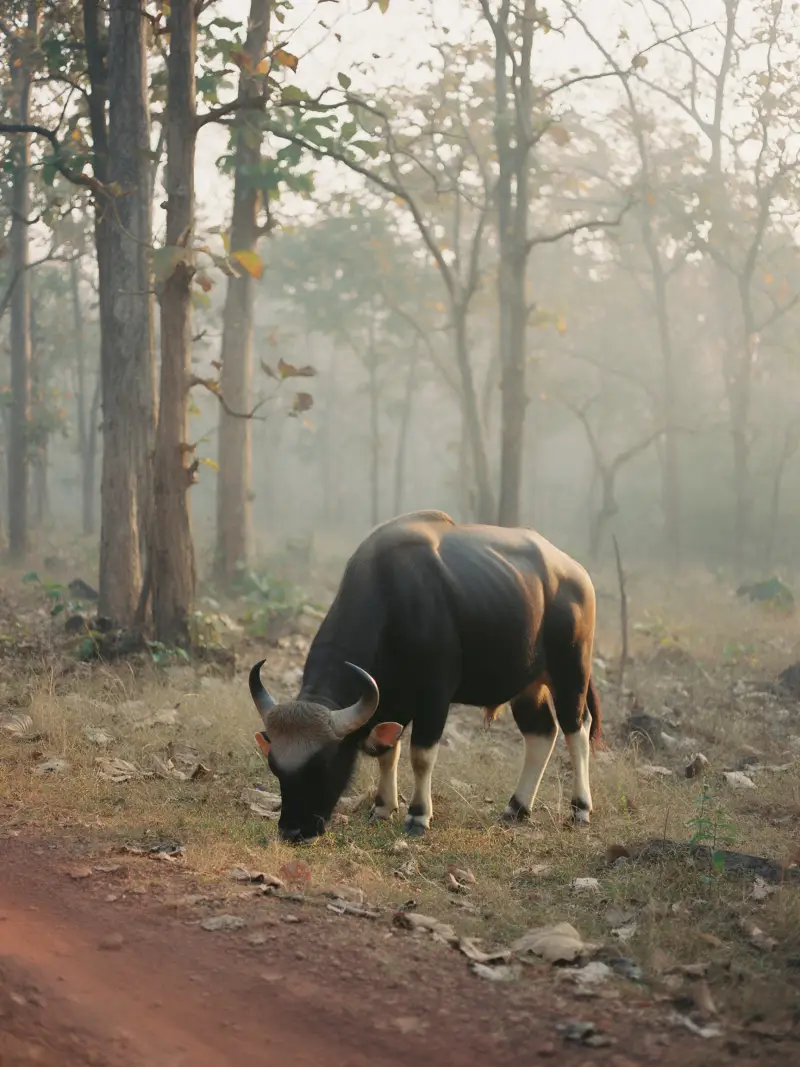 A gaur grazing at the misty forest edge