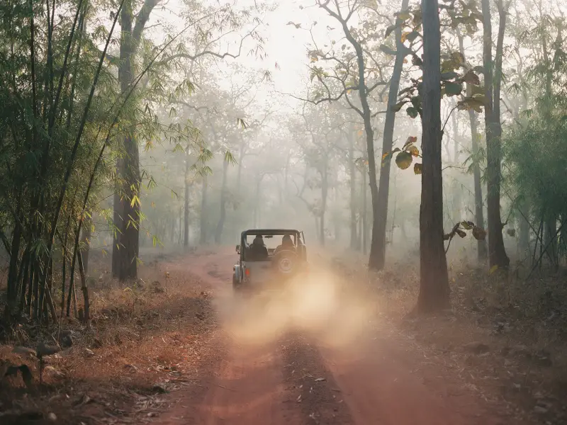 An open safari jeep seen from behind on a red dust track through bamboo and teak at sunrise